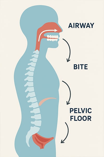 Pelvic floor diagram